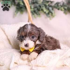 Mochi, Mini Bernedoodle Puppy